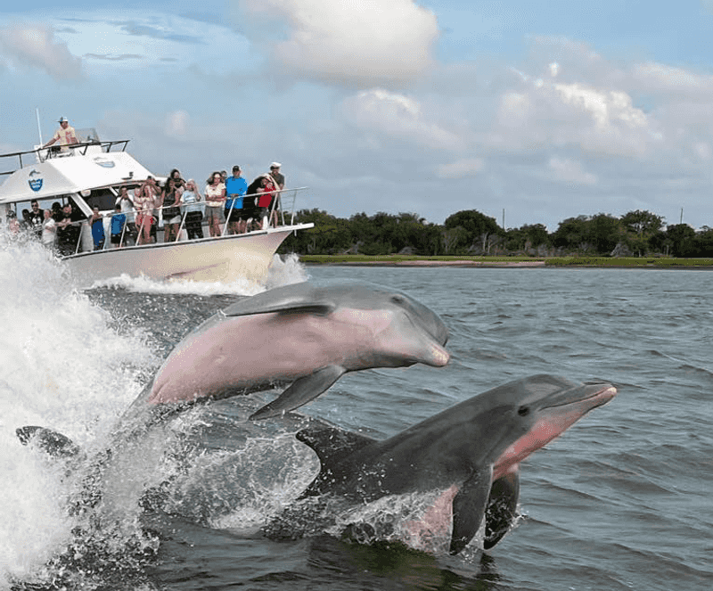 Dolphin-Watch from Lazaretto Creek