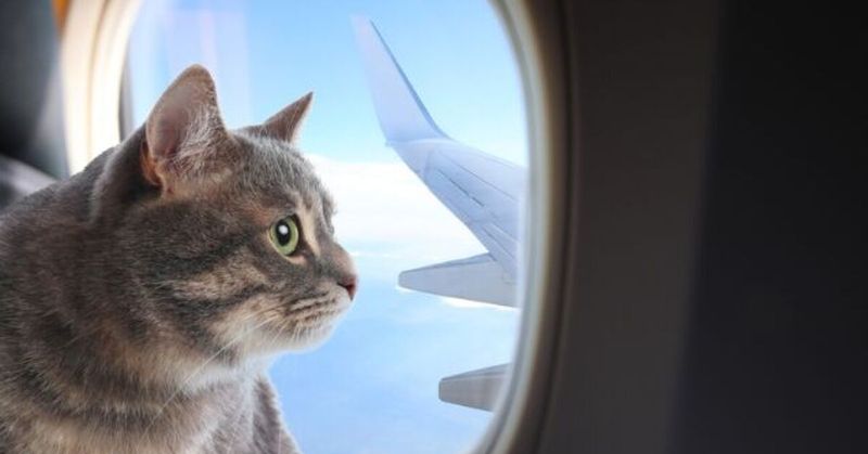 It All Depends on the Cat