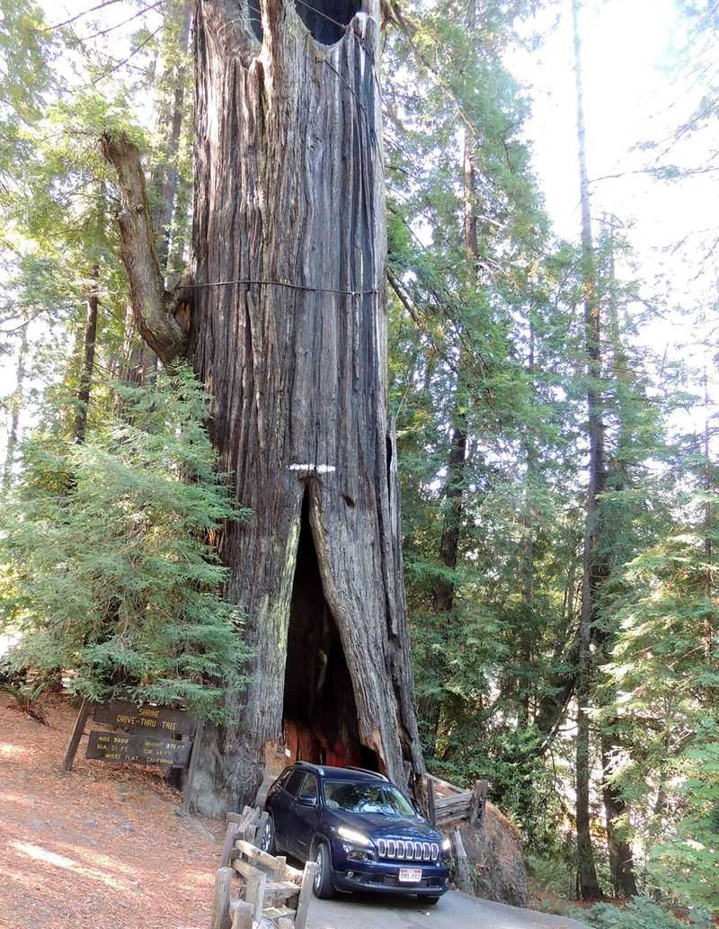 Shrine Drive-Thru Tree