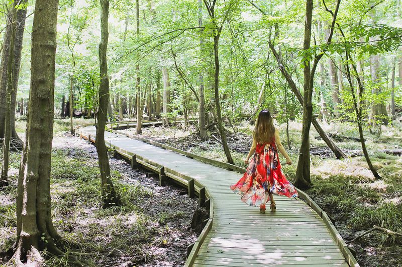 Congaree National Park - Ancient Forest Cathedral