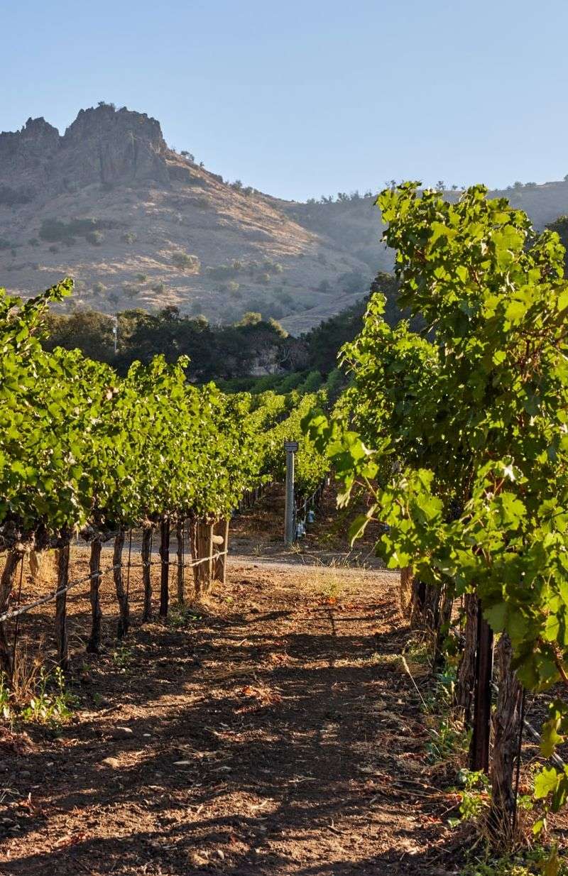 Stag's Leap Wine Cellars: Cabernet Perfection