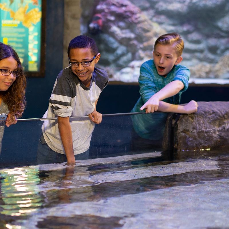 Visit the Loveland Living Planet Aquarium