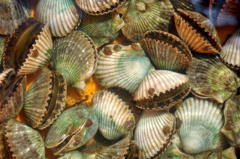 Go Scalloping in St. Joseph Bay