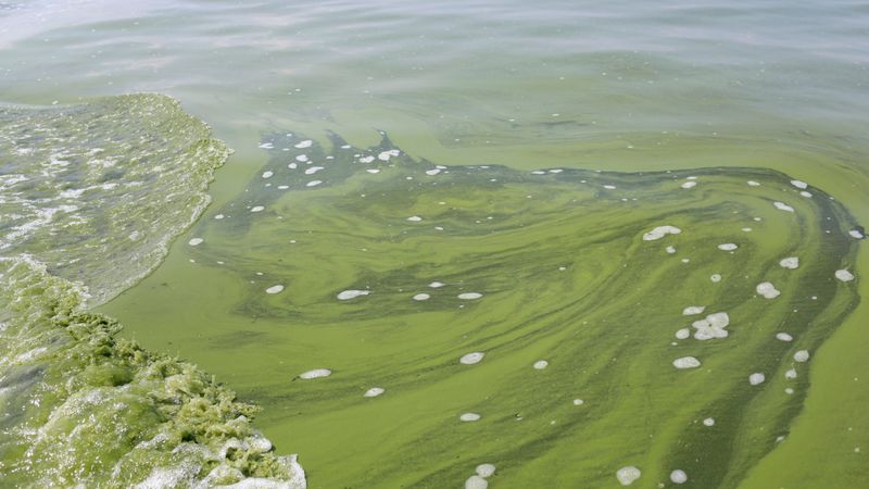 Lakes & Rivers: Harmful Algal Blooms (HABs)