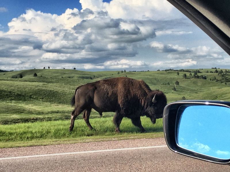 Real Bison Roam Just Beyond Main Street