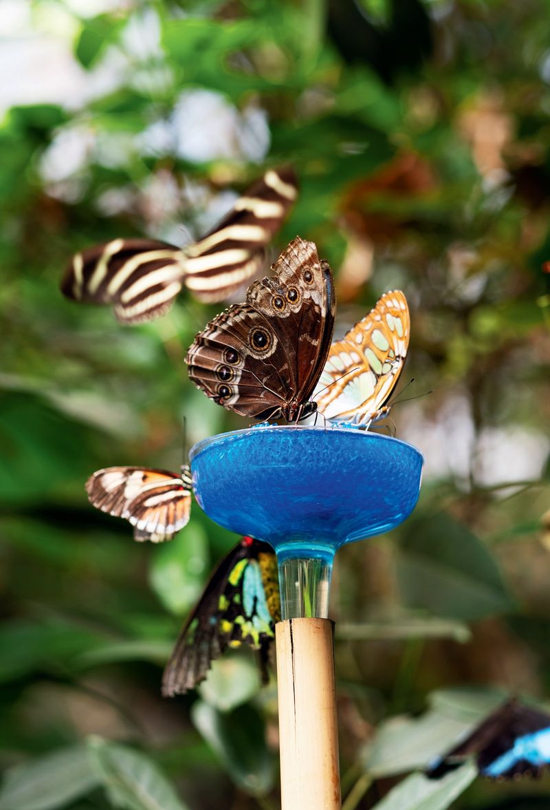 Magic Wings Butterfly Conservatory - Tropical Paradise