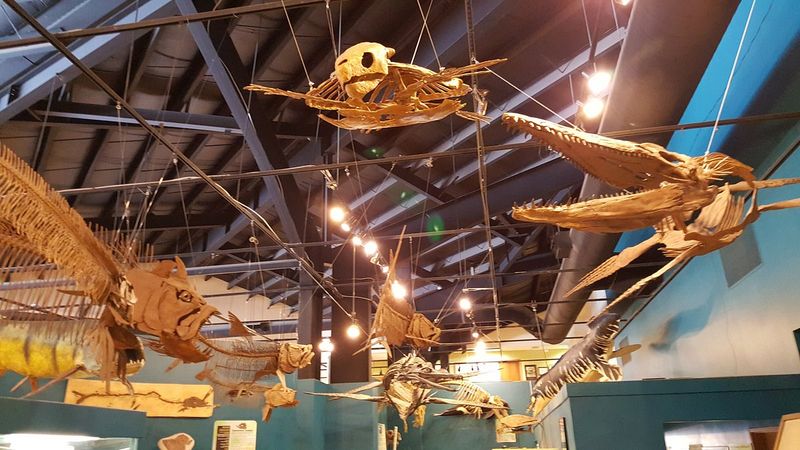 Discover Dinosaur Fossils at the Resource Center