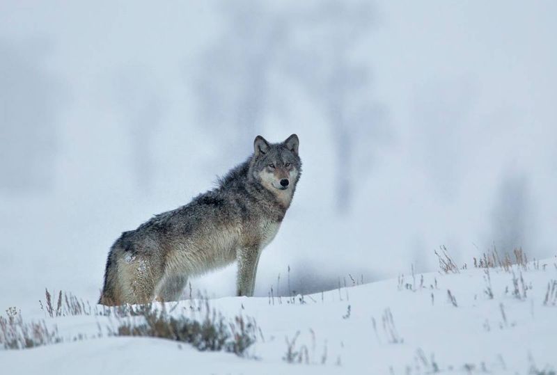 Wildlife Tourism Becomes a Massive Draw