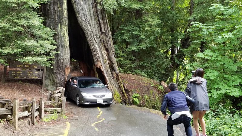 Avenue of the Giants - Drive Through Living History