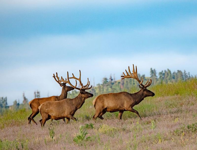 Wildlife and Conservation