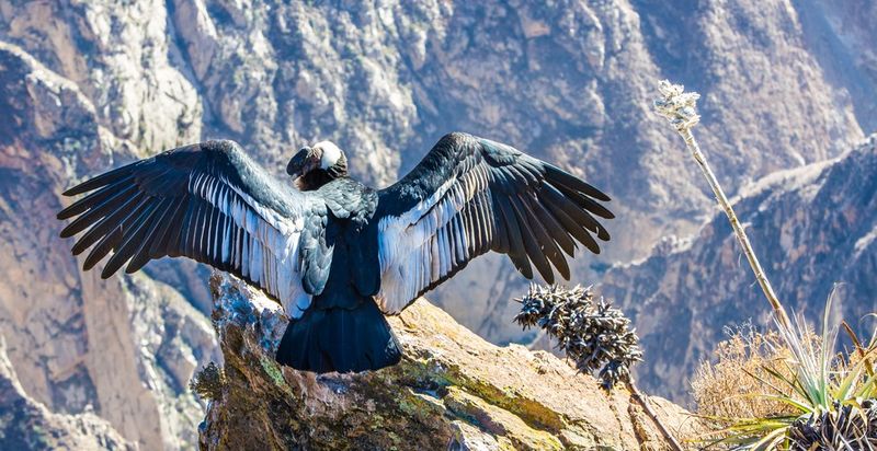 The Condor's Symbolism