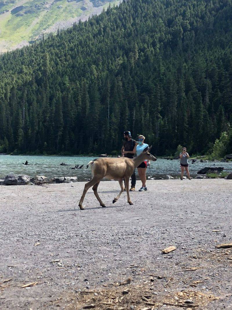Wildlife Spotting