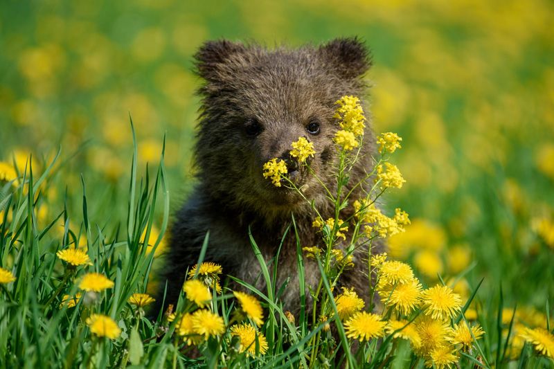 Spring Awakening: Late May to June Bear Activity