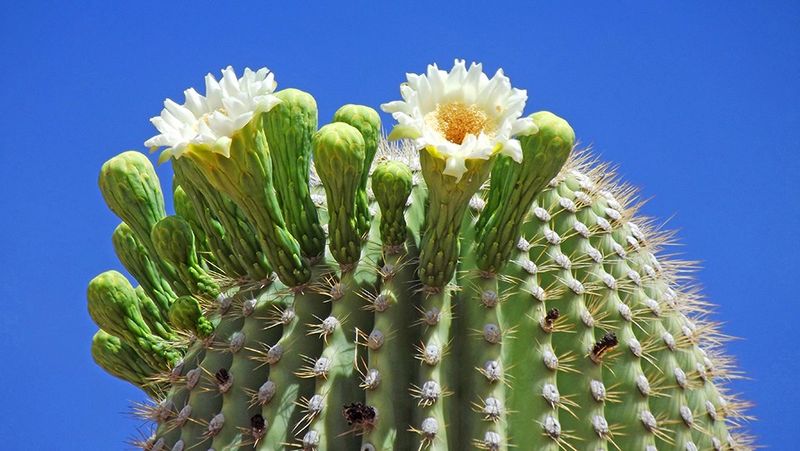 Saguaro National Park