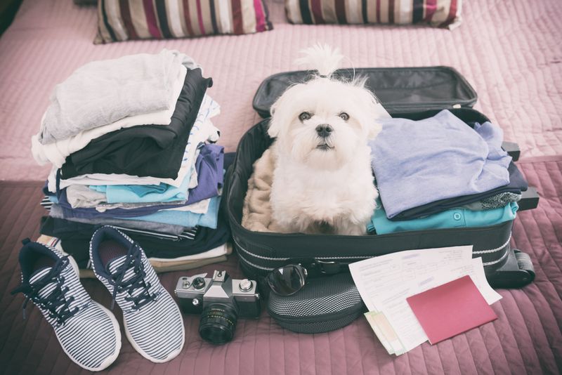 Pet-Friendly Trip Packing List