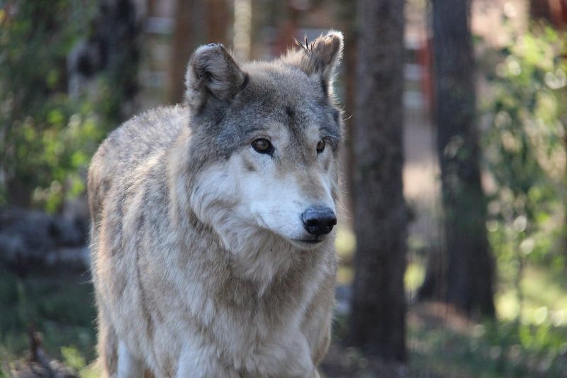 Observe Wolves at the Wildlife Sanctuary