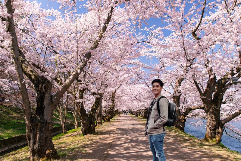 Attend Japan's Cherry Blossom Festival