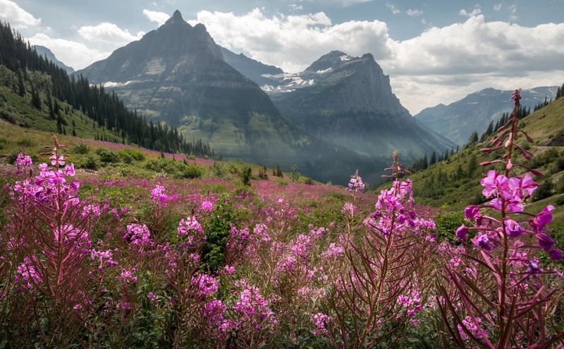 Wildflower Blooms