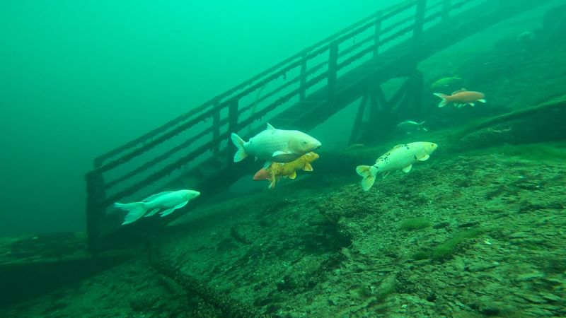 Rich Aquatic Life