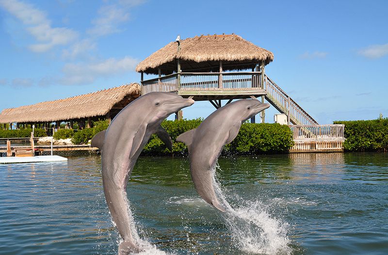 Grassy Key – Marine Life Encounters