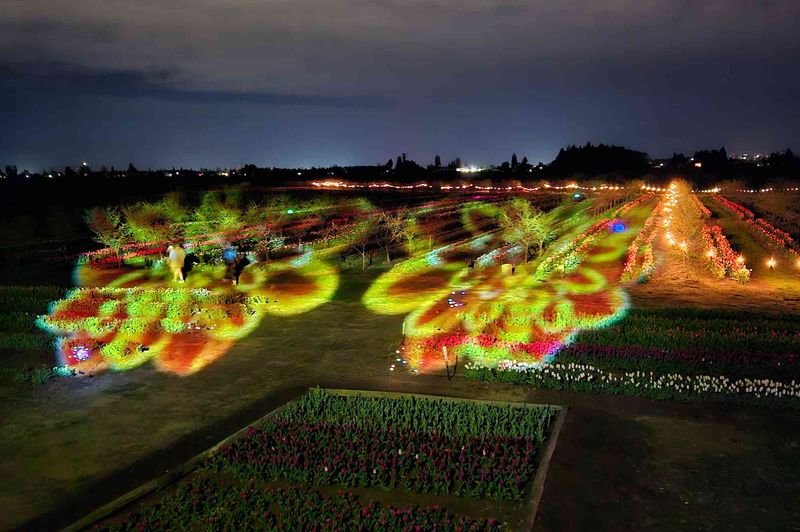 Night Bloom: Twilight Tulip Magic