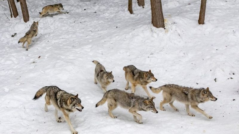 Global Inspiration for Conservation Projects