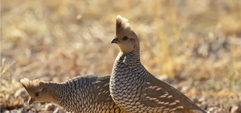 Respect the Canyon's Wildlife Kingdom