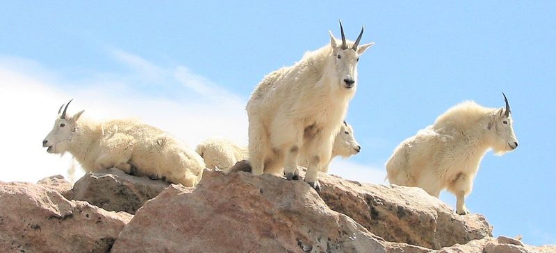 Wildlife Encounters