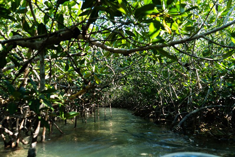 Florida Keys & Sugarloaf Mangrove Tunnels