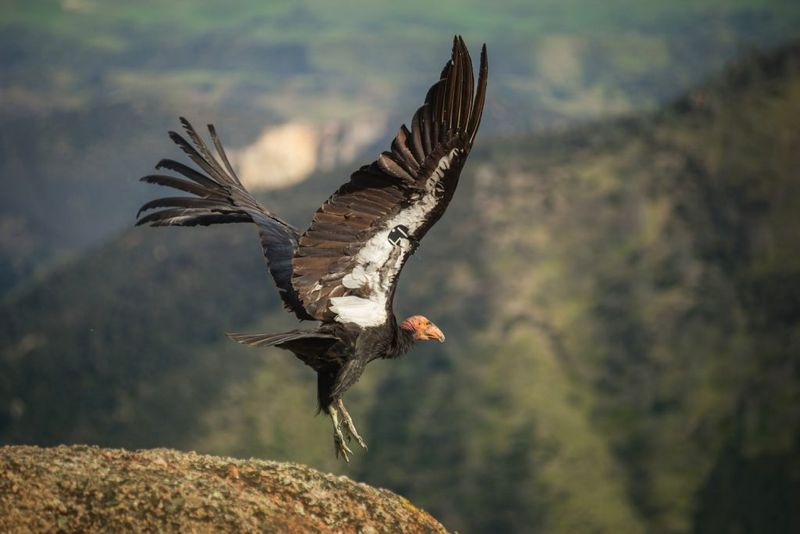 Spot Diverse Wildlife Beyond Condors