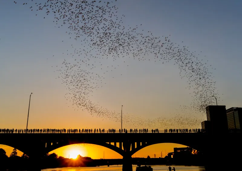 Watch 1.5 million bats emerge in downtown Austin