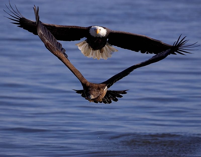 Go Birdwatching Along the Riverfront