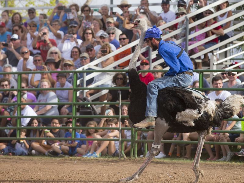 The Ostrich Festival Is Iconic