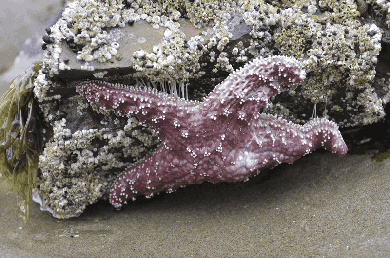 Tide Pools Teeming with Life