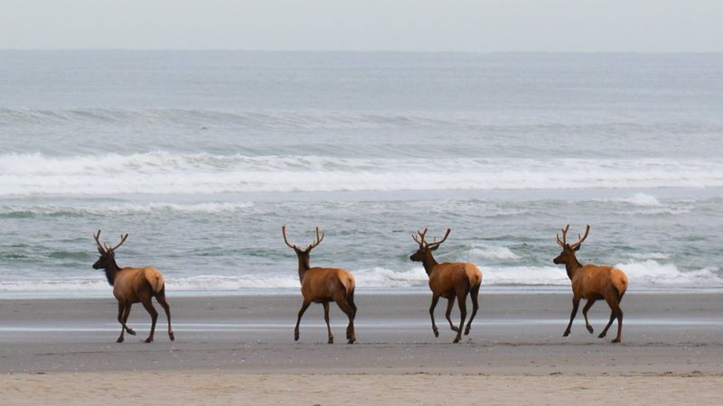Rich Wildlife Sightings – Spot gray whales during migration seasons, seabirds, and even elk in nearby areas