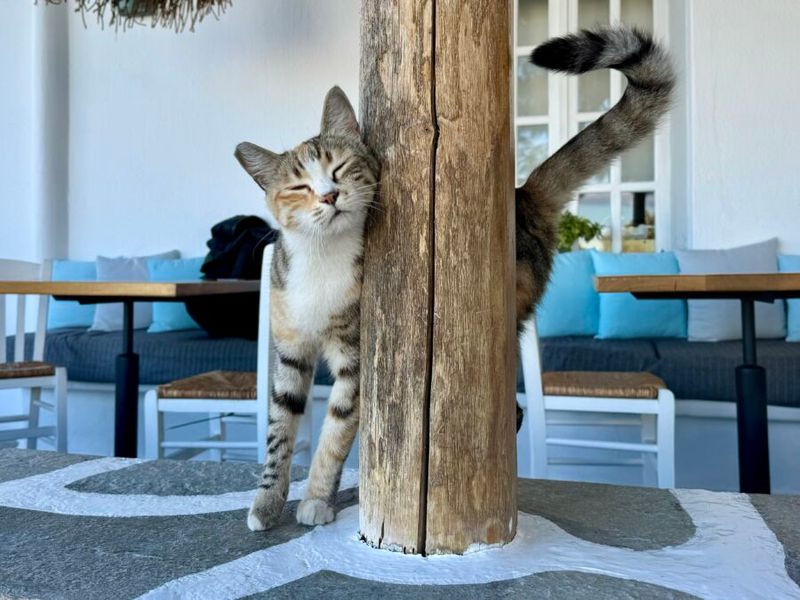 Cats Make You Slow Down (In a Good Way)