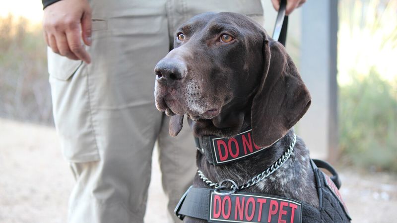 Those 'Do Not Pet' Vests Serve a Critical Purpose