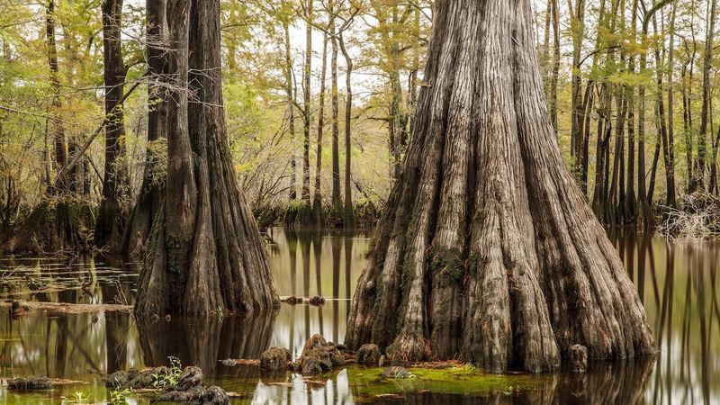 The Vanished Cypress Forests That Once Cradled These Grounds