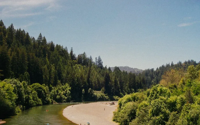 Majestic Redwoods Create Natural Shade