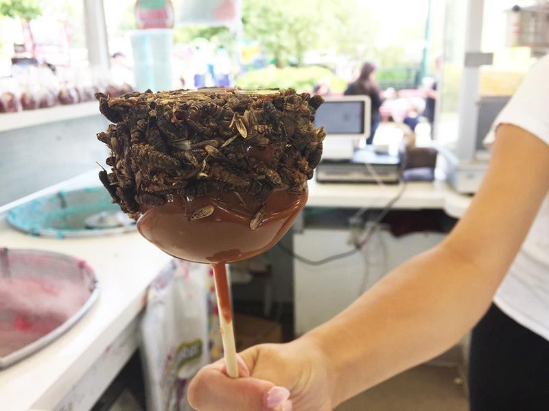 Mealworm-Covered Caramel Apples