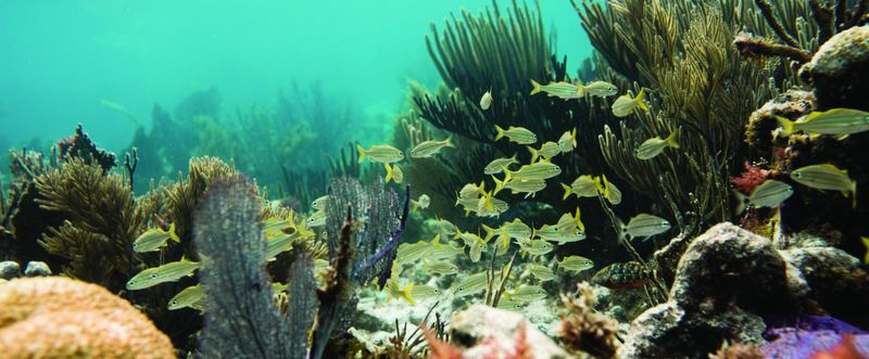 Key Largo – The Diving Capital