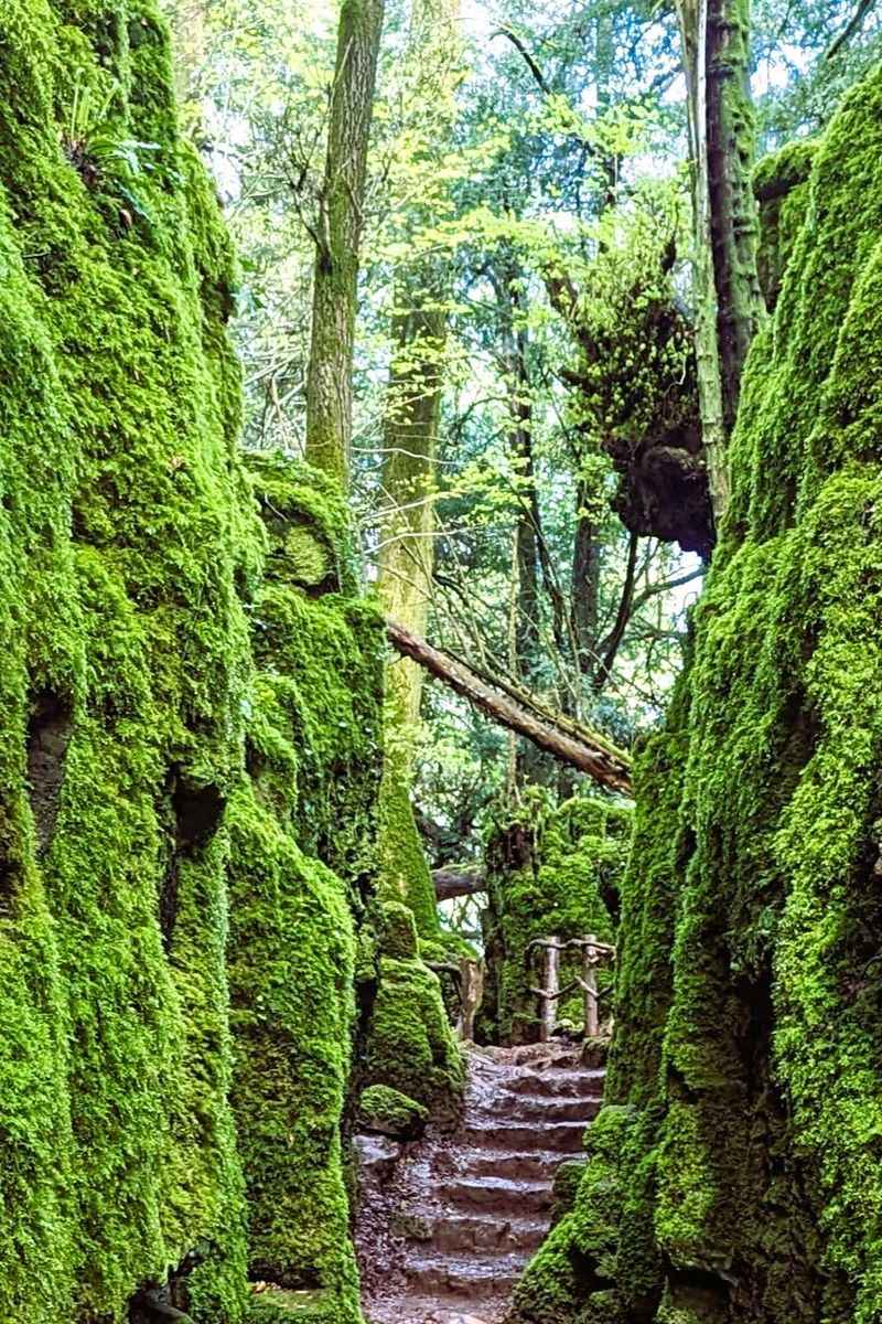 Puzzlewood: A Real-Life Fantasy Forest