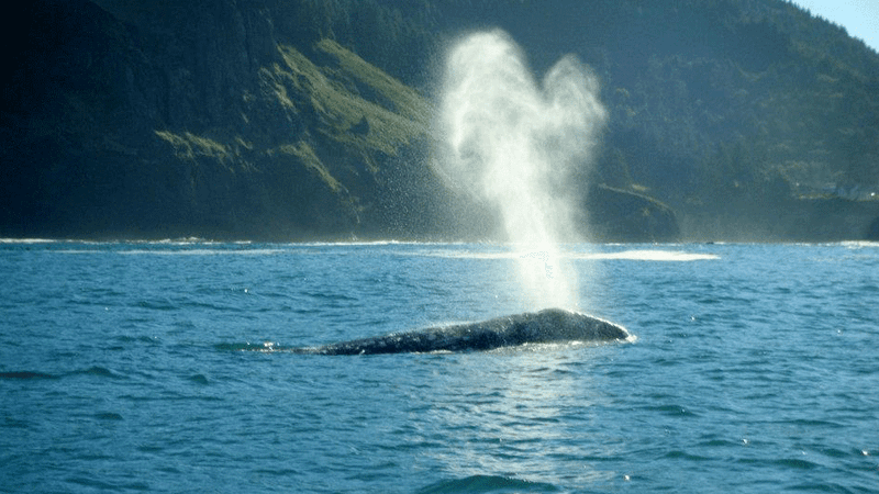 Prime Whale Watching Destination