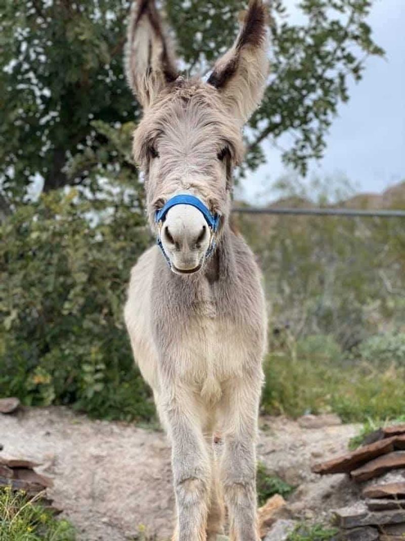 Walter the Wonder Donkey: Mayor with Hooves