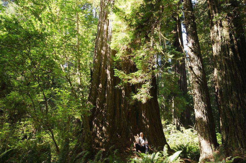 Atlas Grove (Prairie Creek Redwoods State Park)