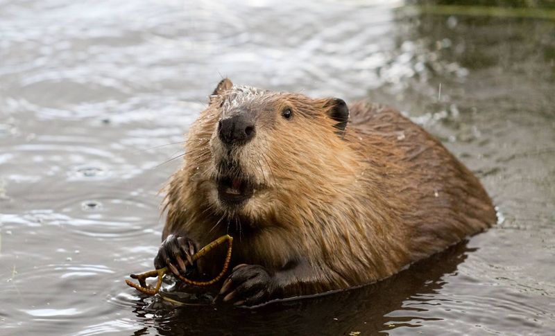 Rich Wildlife & Ecological Diversity