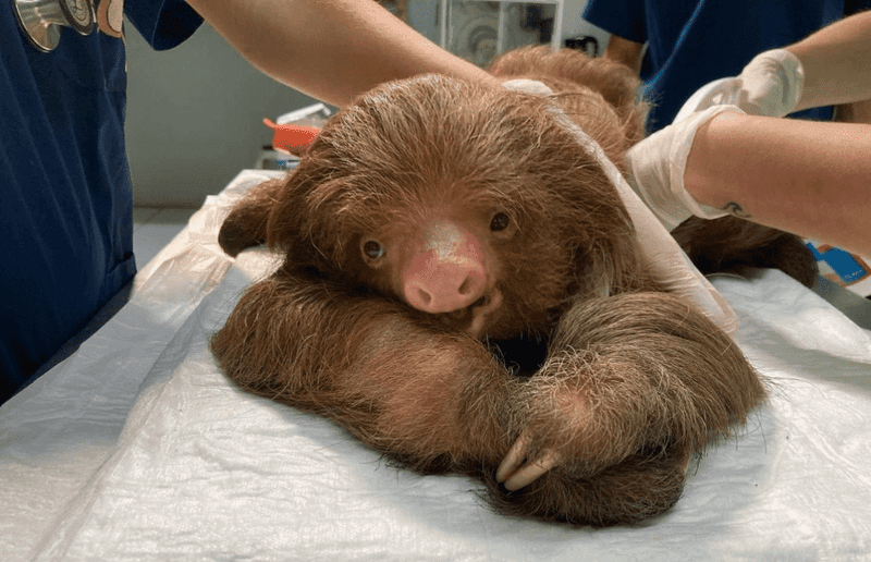 Support Ethical Wildlife Sanctuaries and Rehabilitation Centers