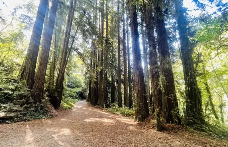 The Forest of Nisene Marks State Park, Aptos