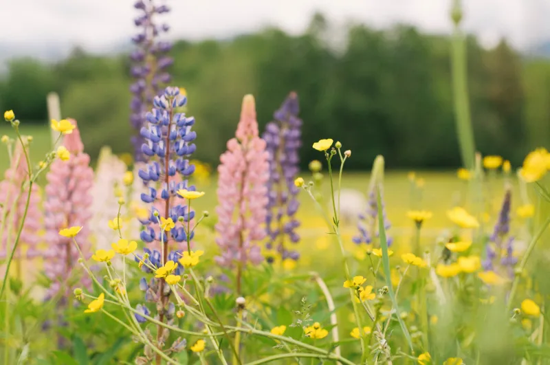 Sugar Hill Lupine & Fall Festivals