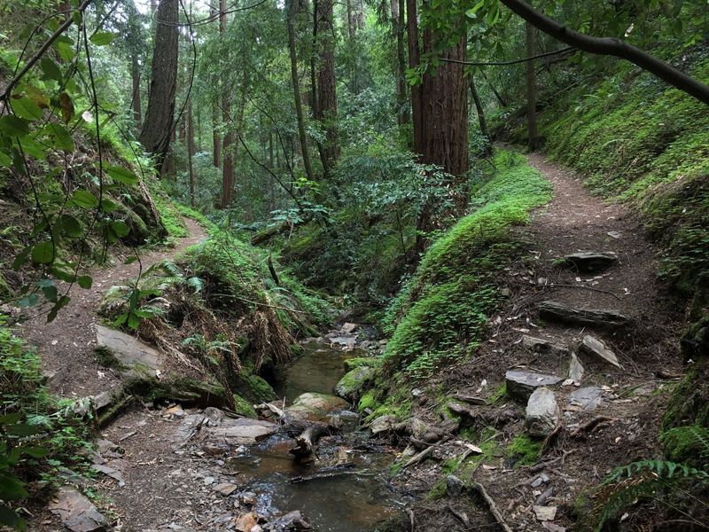 Butano State Park - Redwood Solitude at Its Best